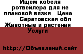 Ищем кобеля ротвейлера для не плановой вязки › Цена ­ 500 - Саратовская обл. Животные и растения » Услуги   